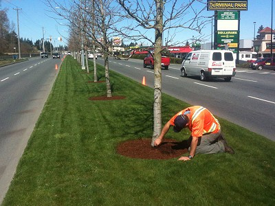 Acer Landscaping performing tree and lawn maintenance on a boulevard in central Nanaimo BC