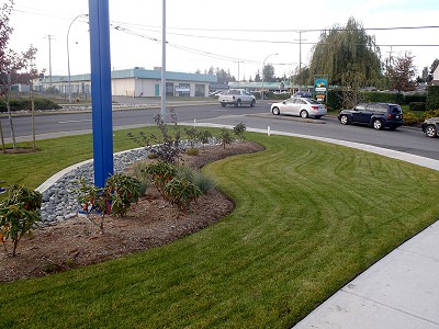 A large mowed lawn on a commercial property in Nanaimo, landscaped by Acer Landscaping
