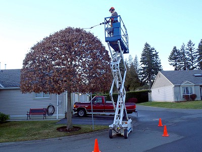 Worker from Acer Landscaping using a scissor-lift to trim and shape a large tree in Nanaimo