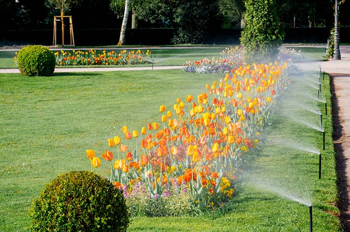 Large lawn area of a commercial property is watered with underground pop-up sprinklers